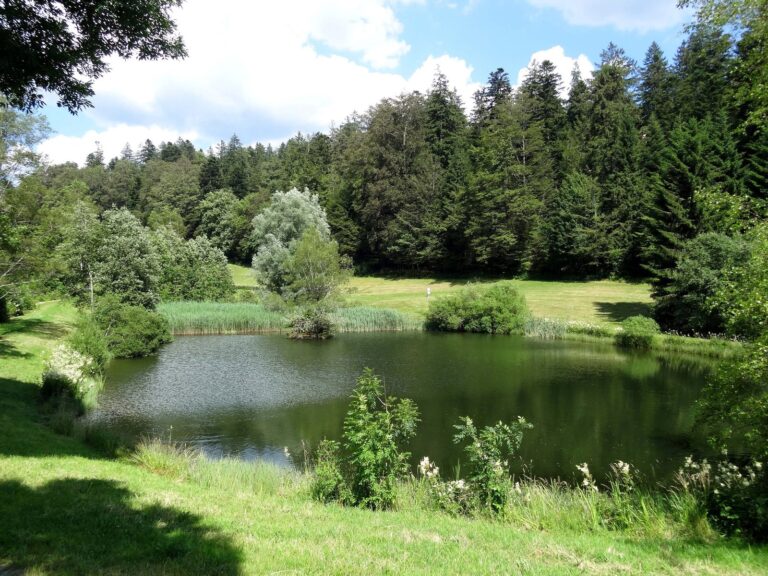 Der Herrenmattenweiher bei St. Märgen zwischen Wald und Wiesen